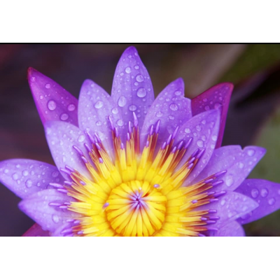 N. TINA (em vaso 15cm) N. TINA (em vaso 15cm)